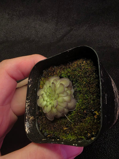 Pinguicula Cyclosecta #01