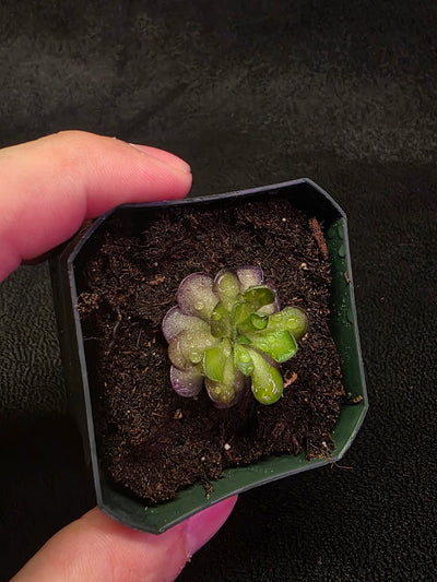 Pinguicula Cyclosecta #04