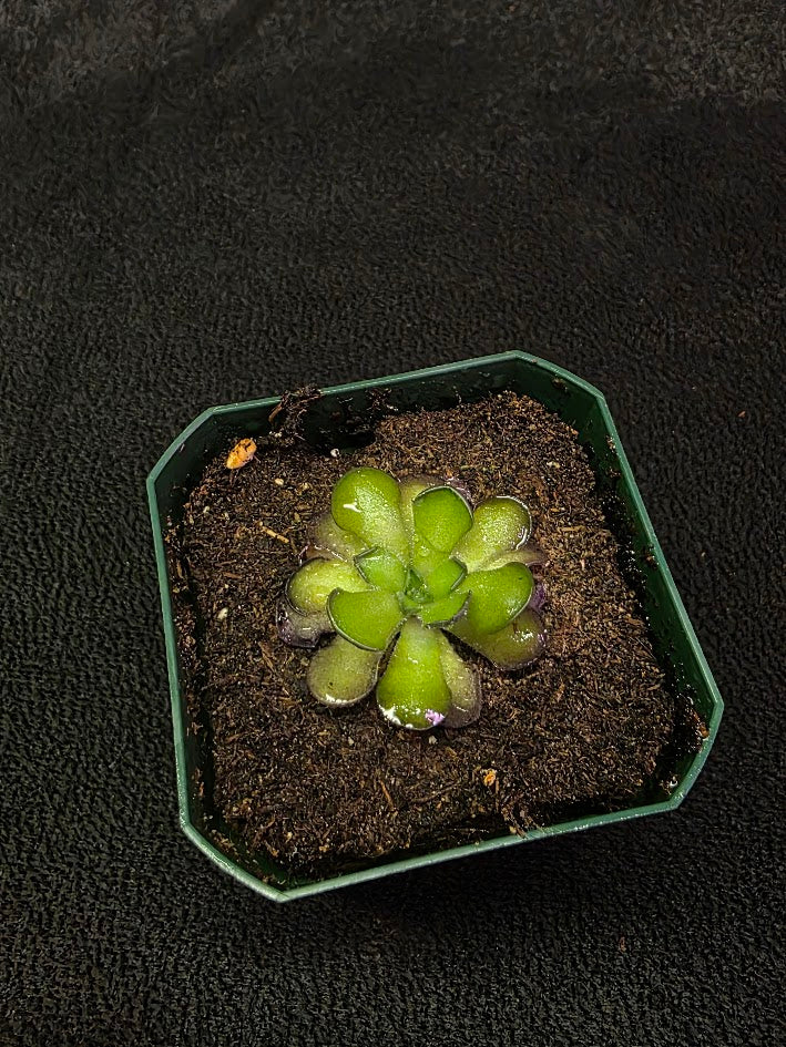 Pinguicula Cyclosecta #05