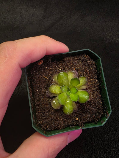 Pinguicula Cyclosecta #05