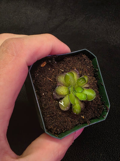 Pinguicula Cyclosecta #05