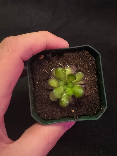 Pinguicula Cyclosecta #05
