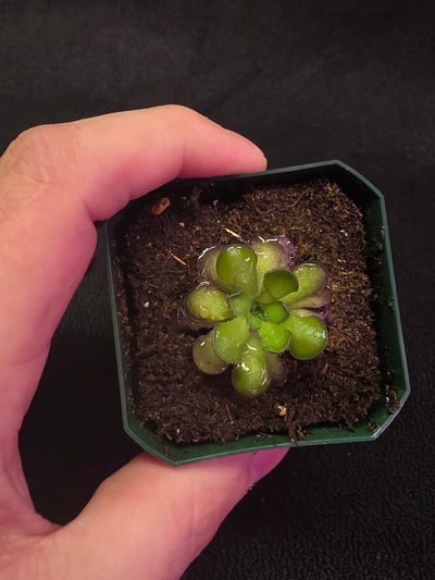 Pinguicula Cyclosecta #05