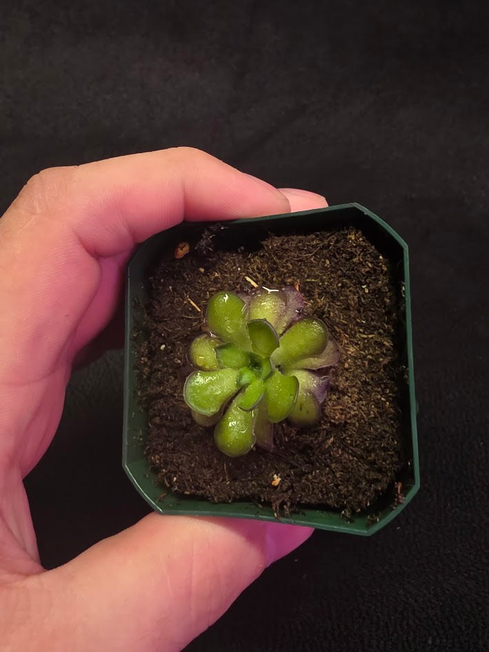 Pinguicula Cyclosecta #05
