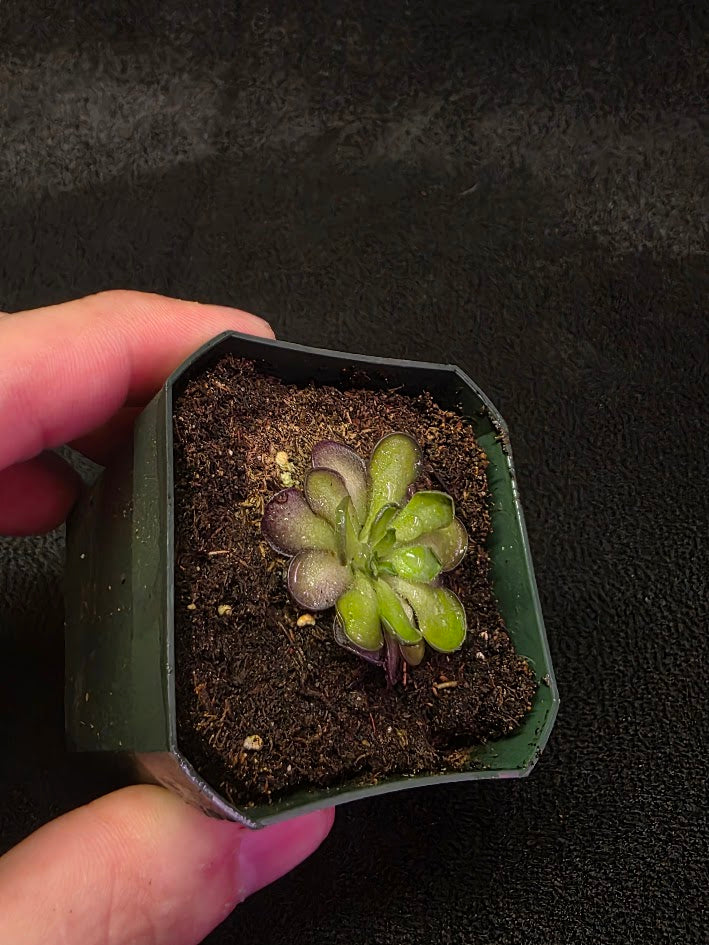 Pinguicula Cyclosecta #06