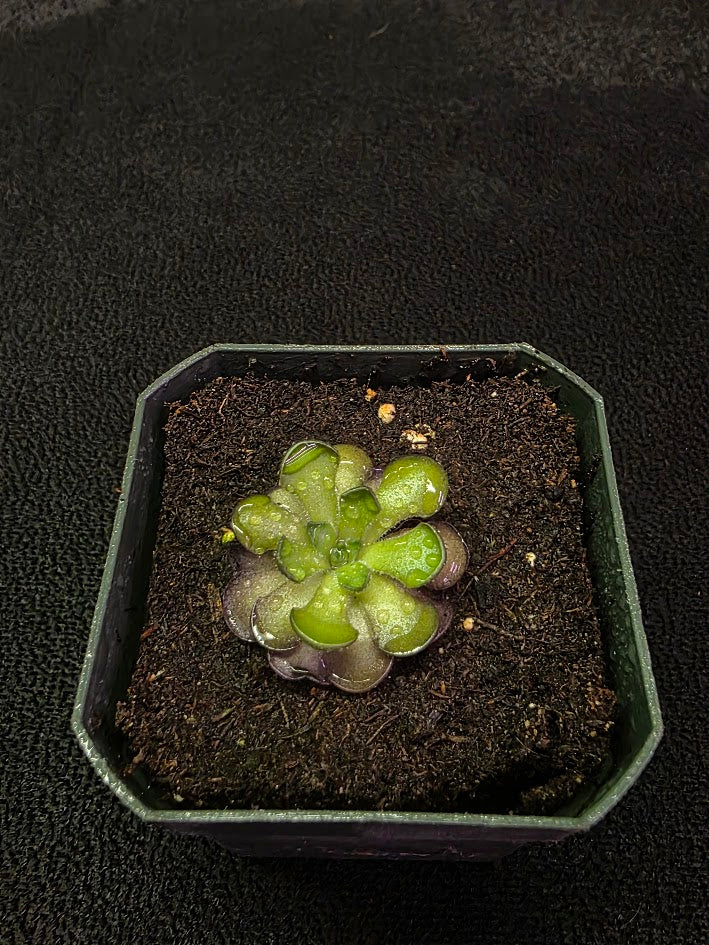 Pinguicula Cyclosecta #07