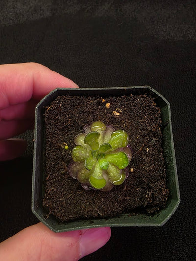 Pinguicula Cyclosecta #07