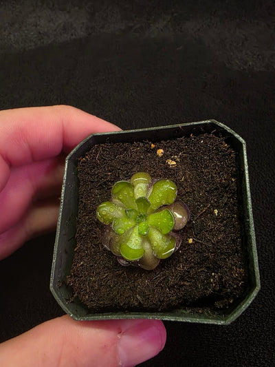 Pinguicula Cyclosecta #07
