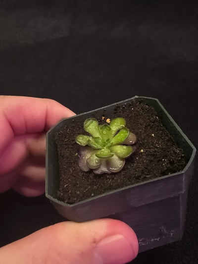 Pinguicula Cyclosecta #07