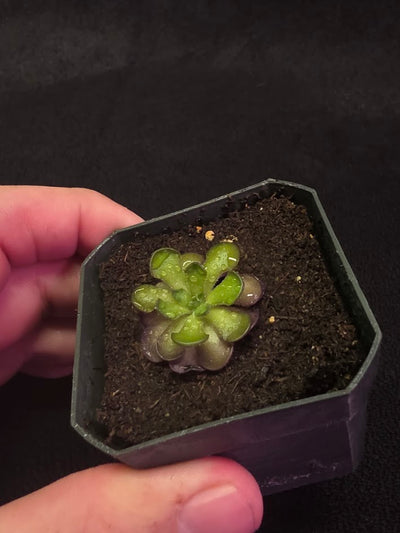 Pinguicula Cyclosecta #07
