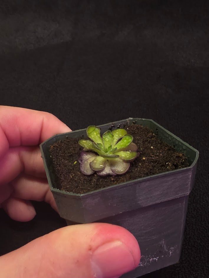 Pinguicula Cyclosecta #07