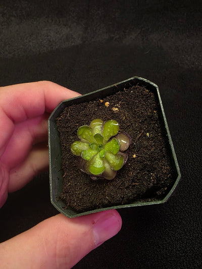 Pinguicula Cyclosecta #07