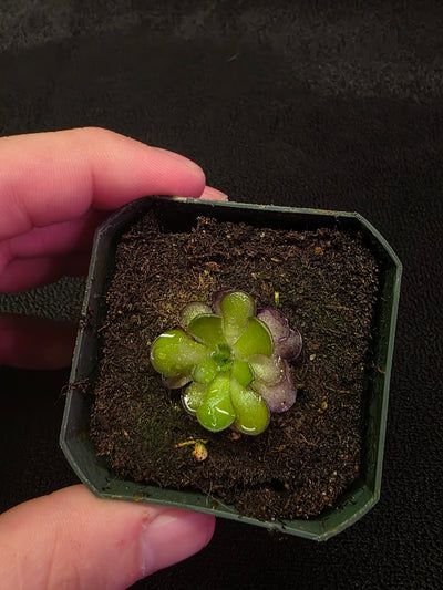 Pinguicula Cyclosecta #08