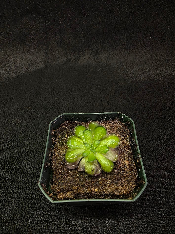 Pinguicula Cyclosecta #09