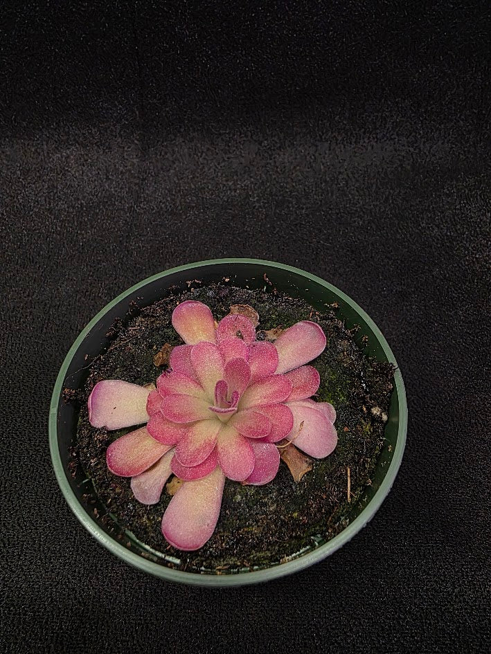 Pinguicula Johanna #05