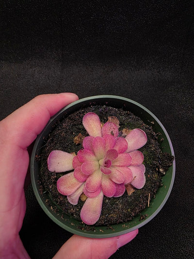 Pinguicula Johanna #05