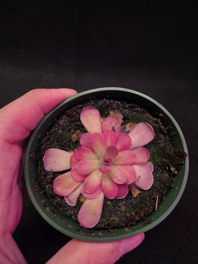 Pinguicula Johanna #05