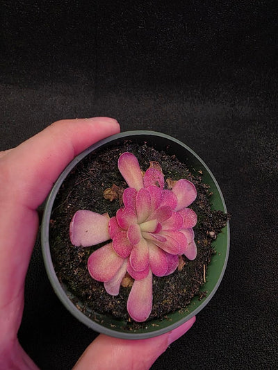 Pinguicula Johanna #05
