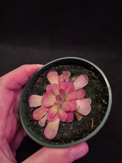 Pinguicula Johanna #05