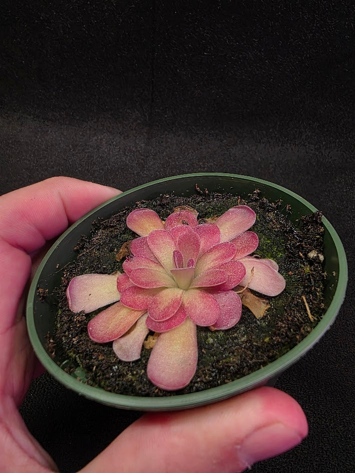 Pinguicula Johanna #05