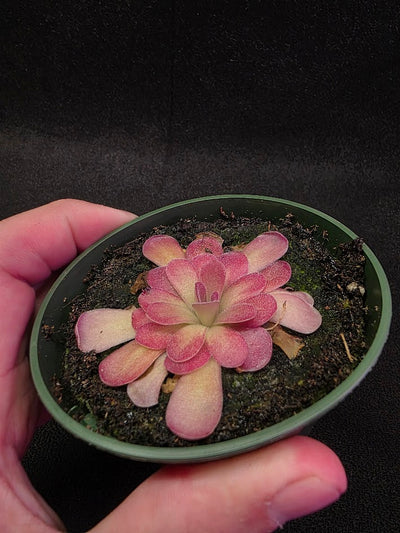 Pinguicula Johanna #05
