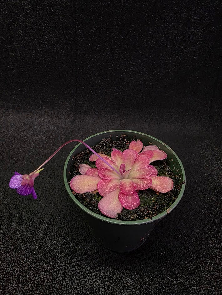 Pinguicula Johanna #06