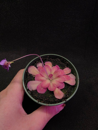 Pinguicula Johanna #06