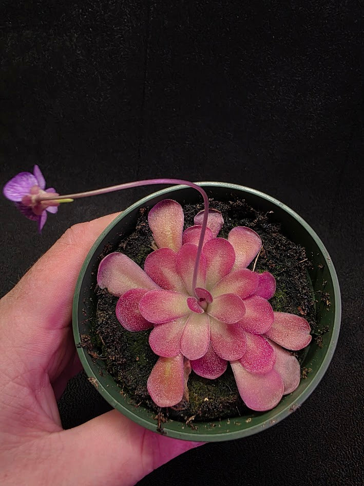 Pinguicula Johanna #06