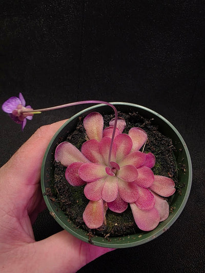 Pinguicula Johanna #06