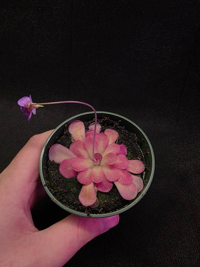 Pinguicula Johanna #06