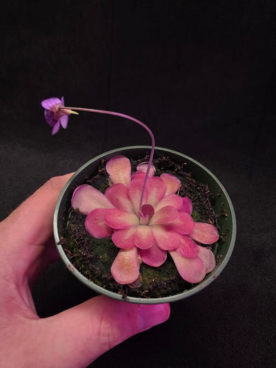 Pinguicula Johanna #06