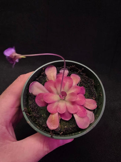 Pinguicula Johanna #06