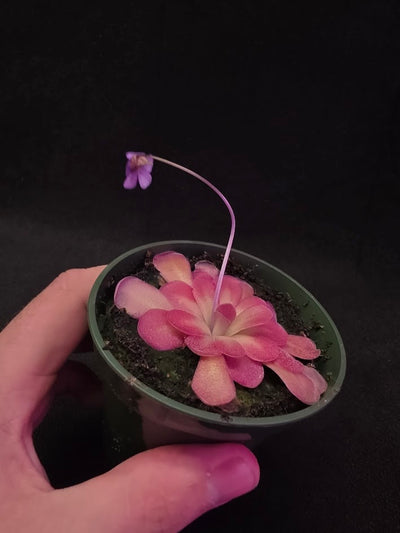 Pinguicula Johanna #06