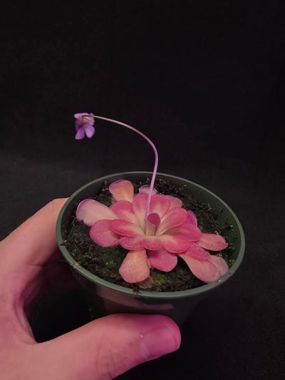 Pinguicula Johanna #06