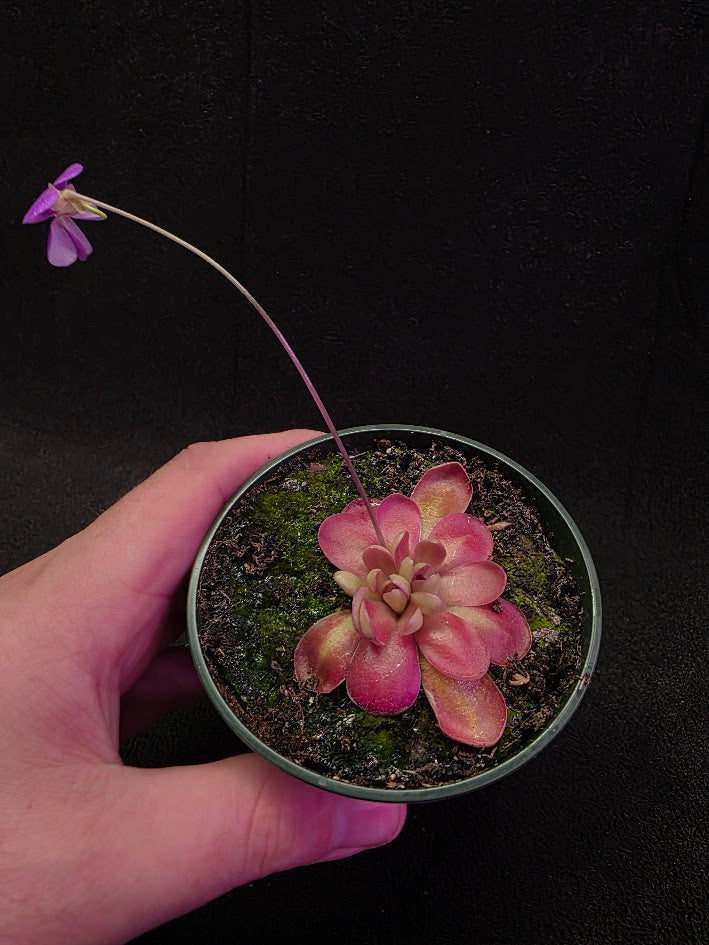 Pinguicula Johanna #07