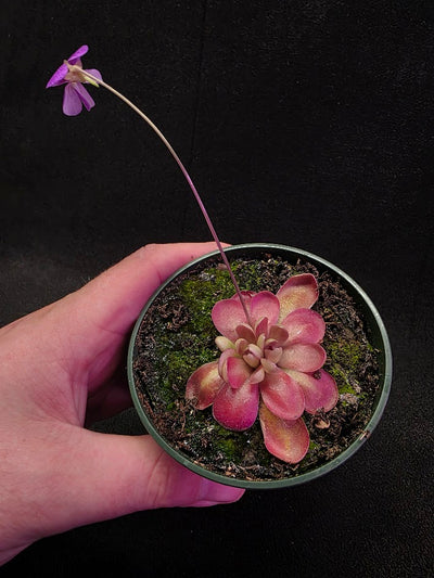 Pinguicula Johanna #07
