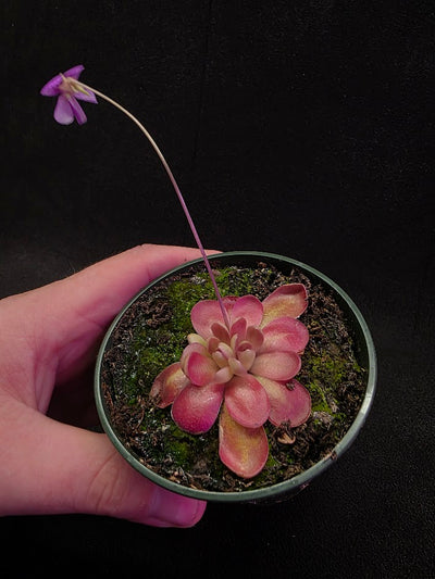 Pinguicula Johanna #07