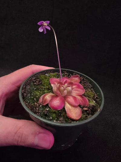 Pinguicula Johanna #07