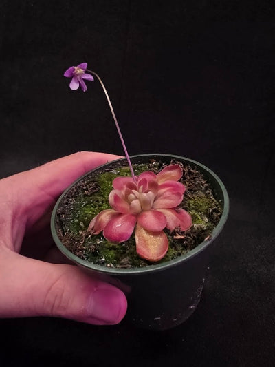 Pinguicula Johanna #07