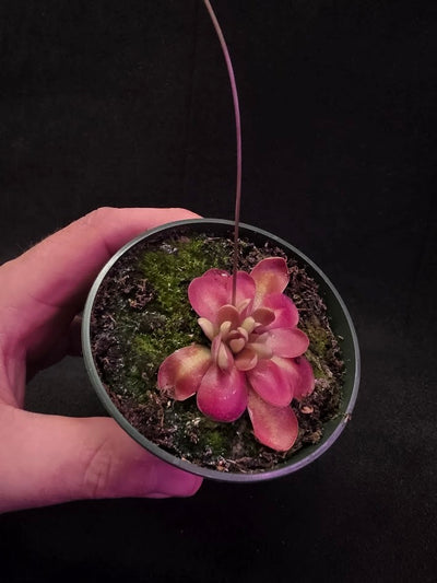 Pinguicula Johanna #07