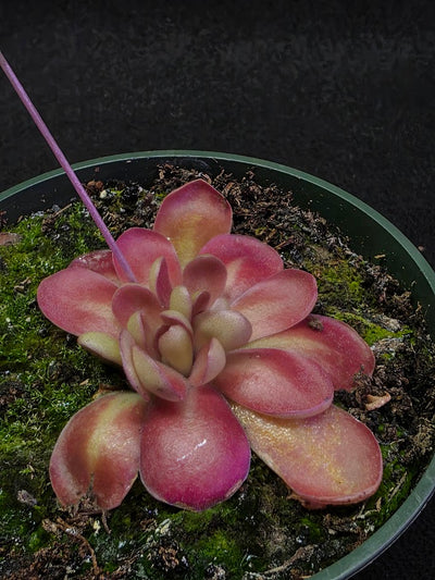 Pinguicula Johanna #07