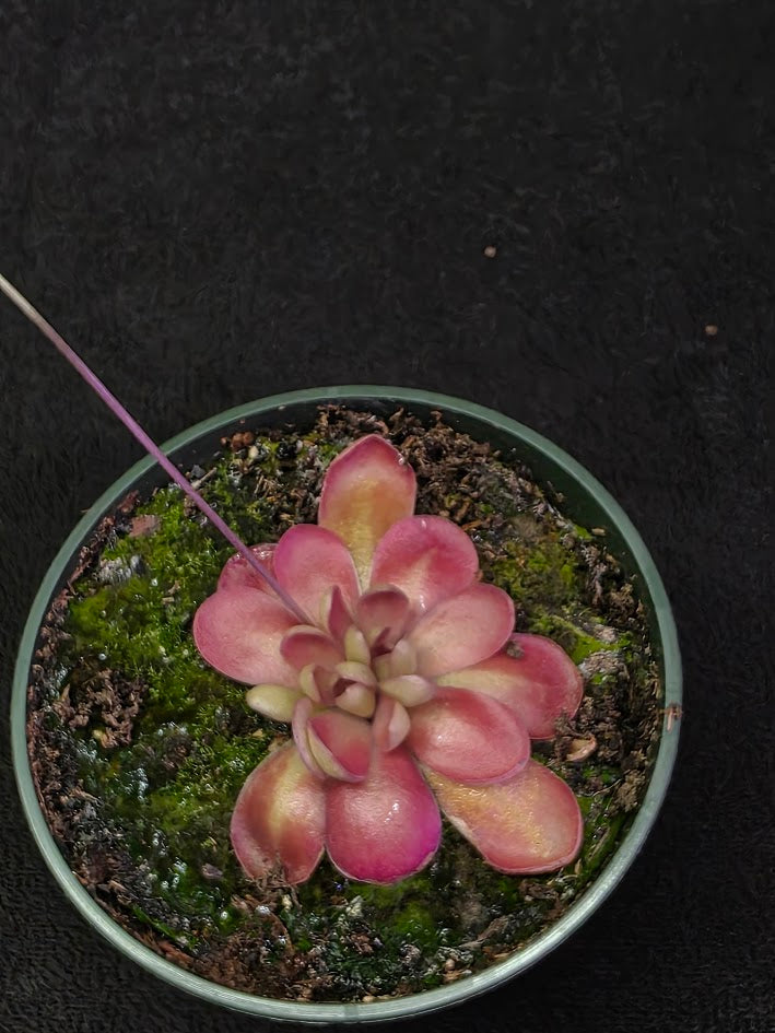 Pinguicula Johanna #07