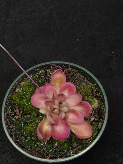Pinguicula Johanna #07