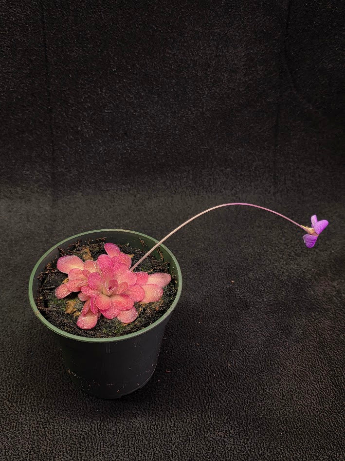 Pinguicula Johanna #08