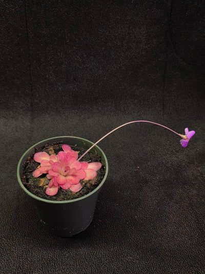 Pinguicula Johanna #08