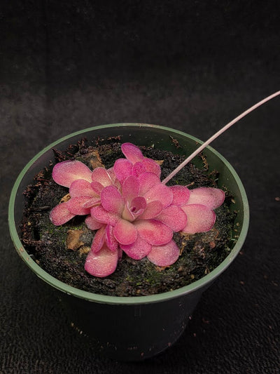 Pinguicula Johanna #08