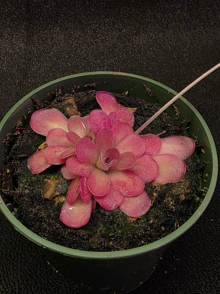 Pinguicula Johanna #08