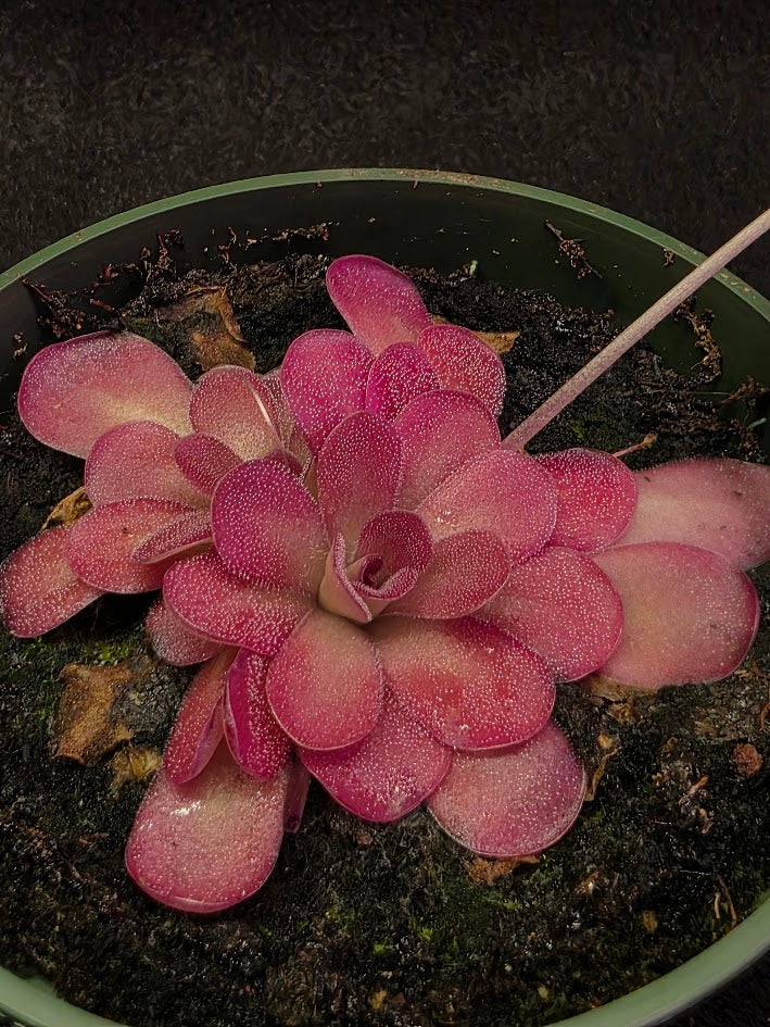 Pinguicula Johanna #08