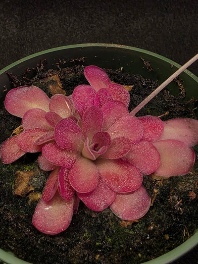 Pinguicula Johanna #08