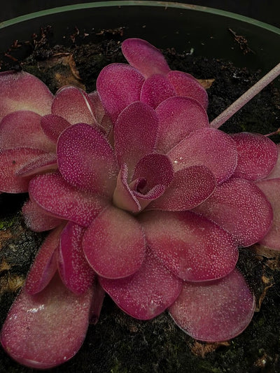 Pinguicula Johanna #08